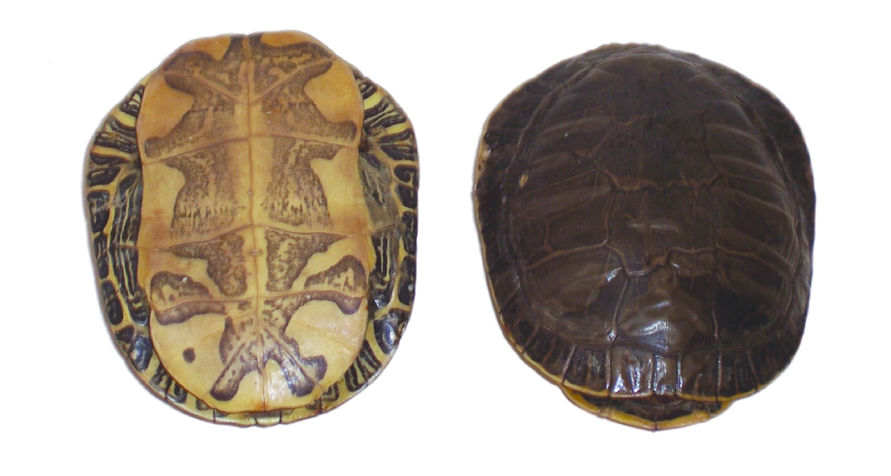 Red Eared Slider Turtle Shells